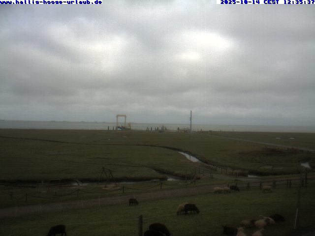 Bild der Webcam Backenswarft